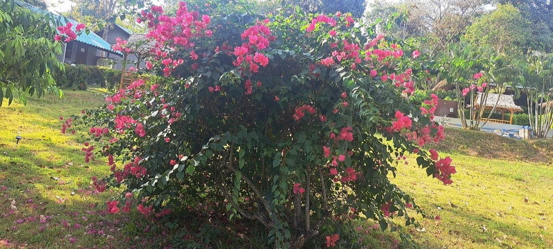 Siam Flora Resort Ko Lanta Eksteriør bilde