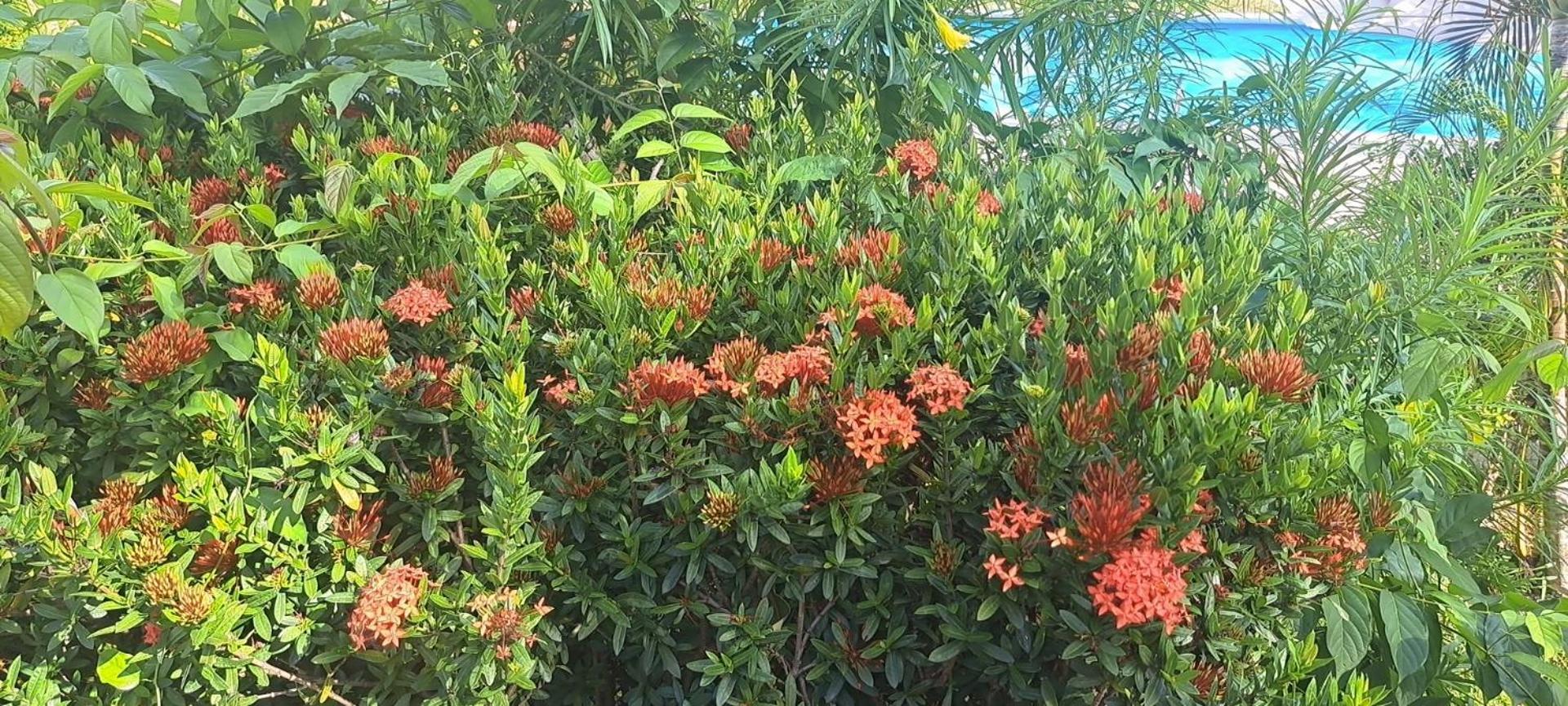 Siam Flora Resort Ko Lanta Eksteriør bilde