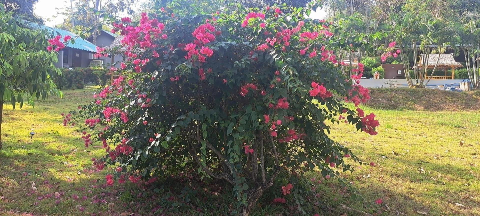 Siam Flora Resort Ko Lanta Rom bilde